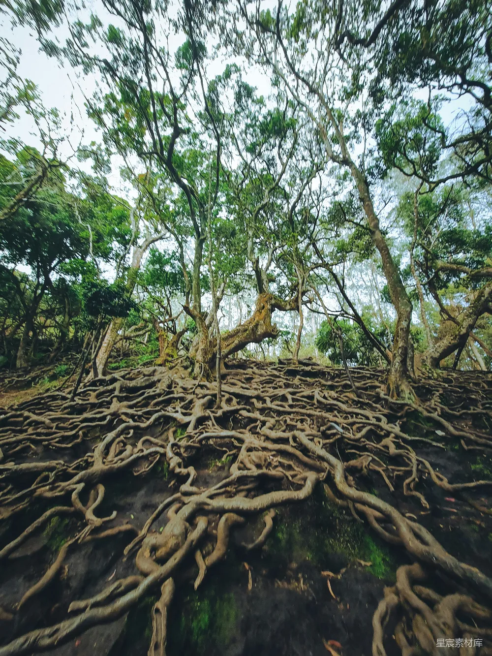 一棵根系众多的树