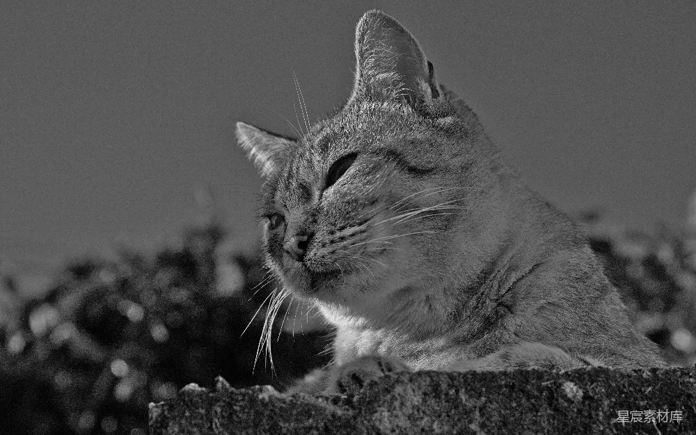 一张黑白照片里的睡着的猫