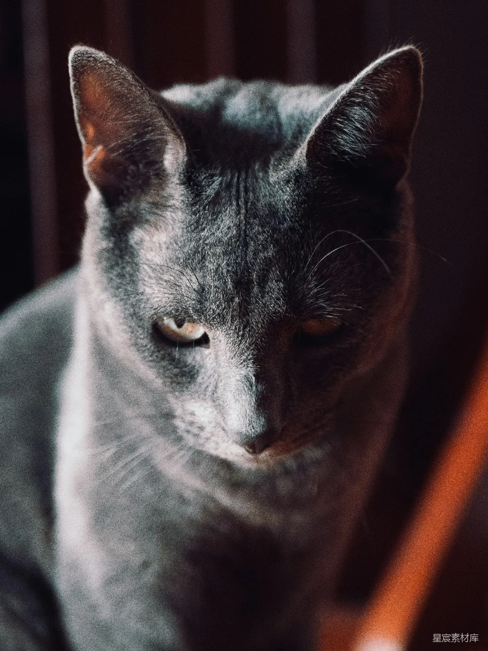 一只灰色的猫坐在木制椅子顶部。