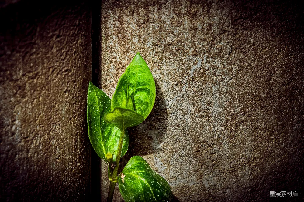 高清摄影  一株绿色植物从墙壁裂缝中生长出来
