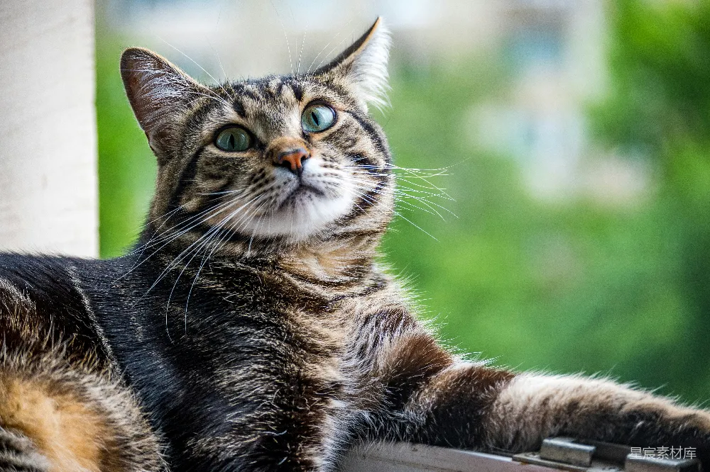 一只猫坐在窗台上面。