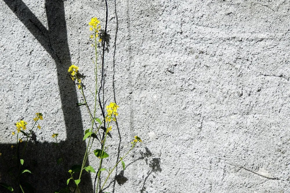 高清摄影  一株植物从混凝土墙上的一道裂缝中生长出来