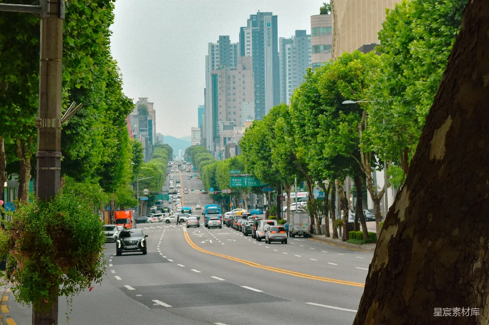 一条布满汽车和路边树木的街道
