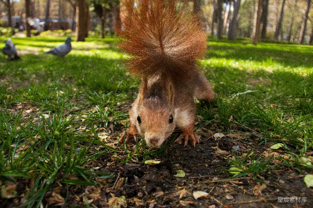 阳光下的公园里一只红 squirrel 在地上觅食。