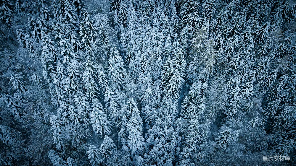 雪覆盖的松树的 aerial 视觉摄影作品