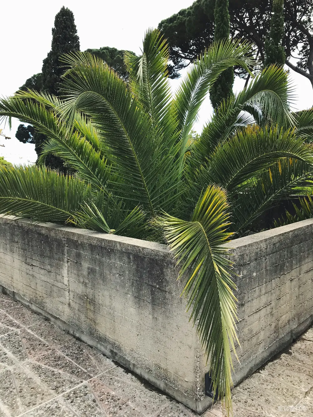 高清摄影  一个装满大量绿植的花盆