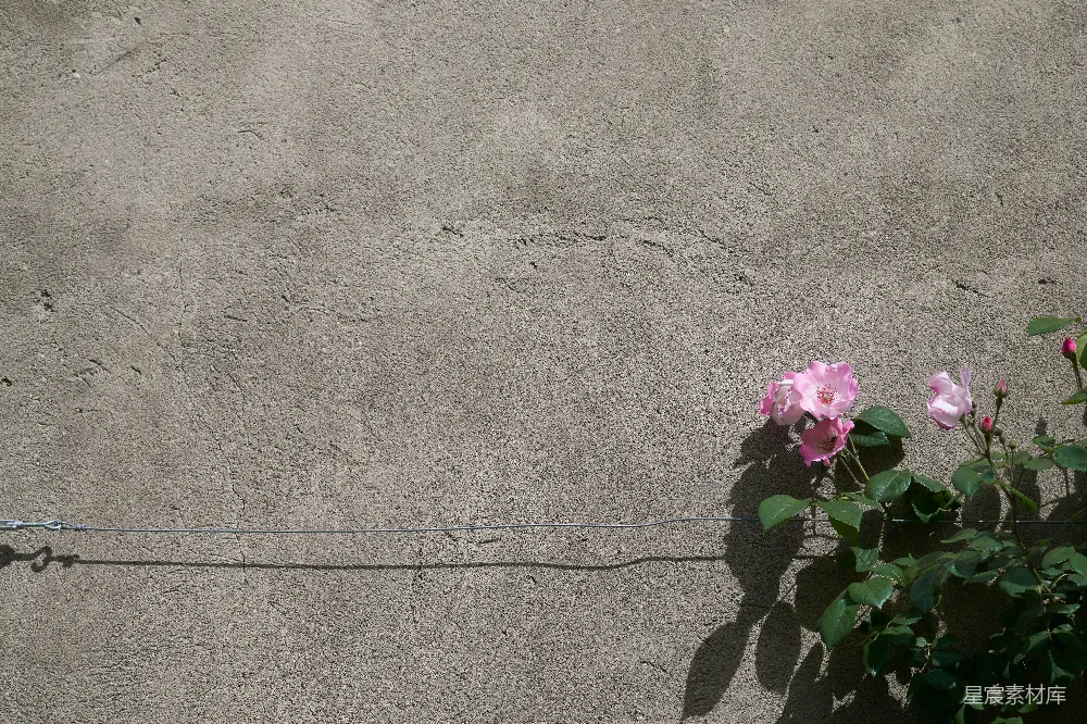 高清摄影  一些粉红色的花长在混凝土墙上。