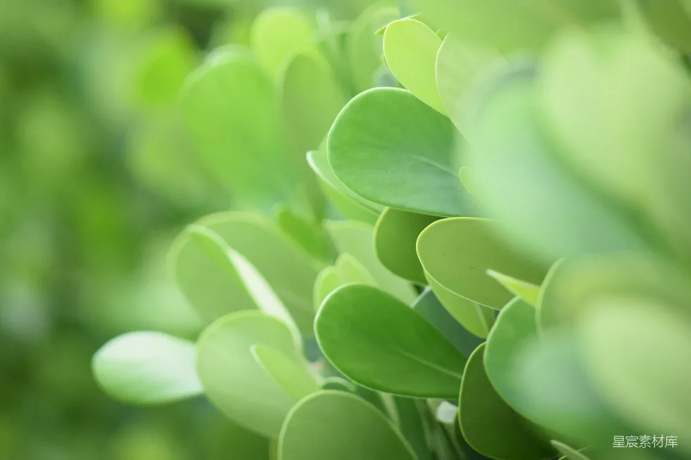 绿色植物