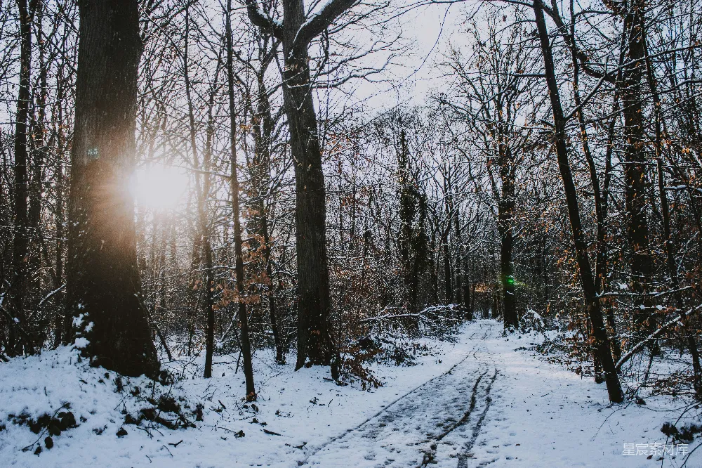 裸露的树木覆盖着白雪