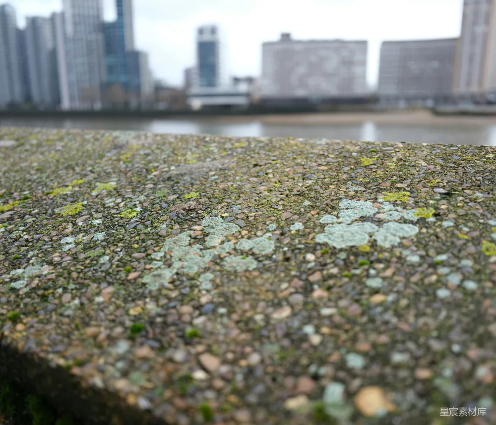 高清摄影  混凝土墙上的地衣特写，背景是城市建筑。