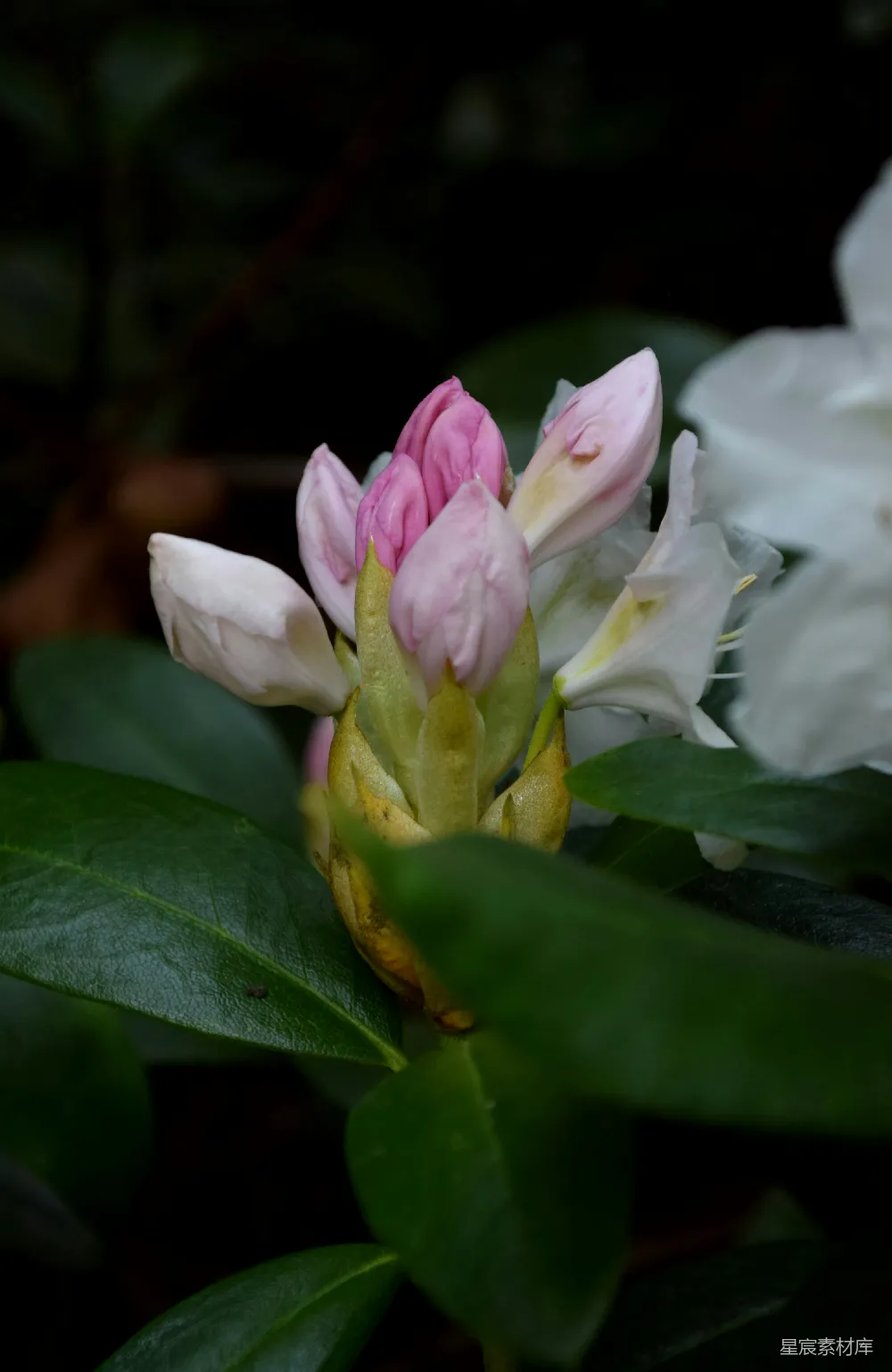 盛开的白粉莲花