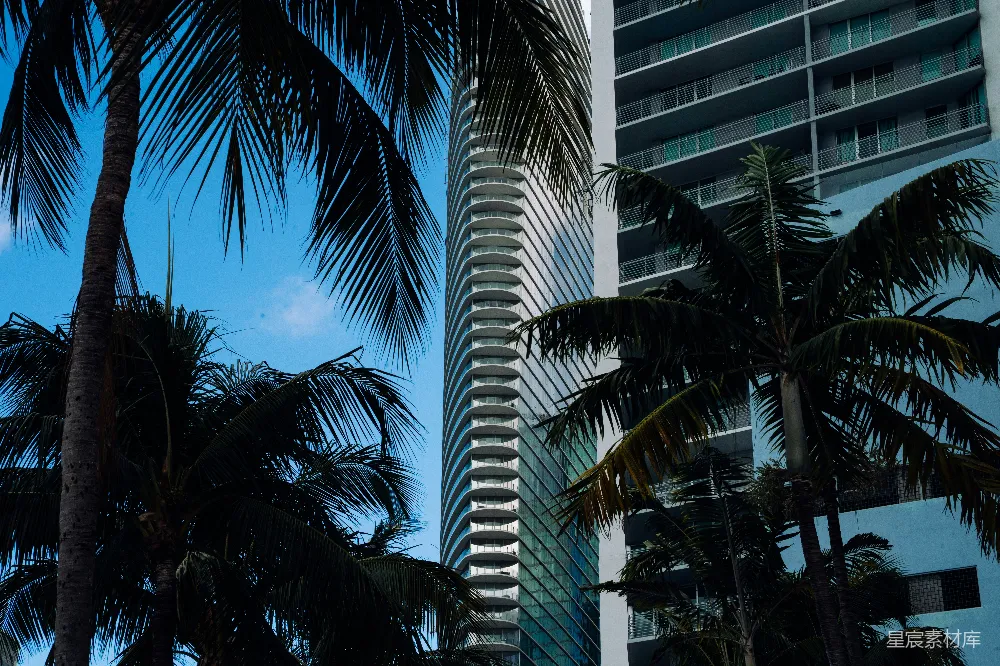 棕榈树在蓝天背景下为现代高层建筑镶边。