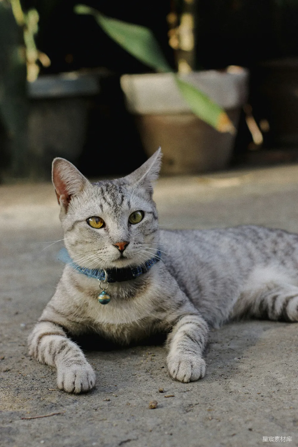 地上躺着的一只颈部有项圈的猫