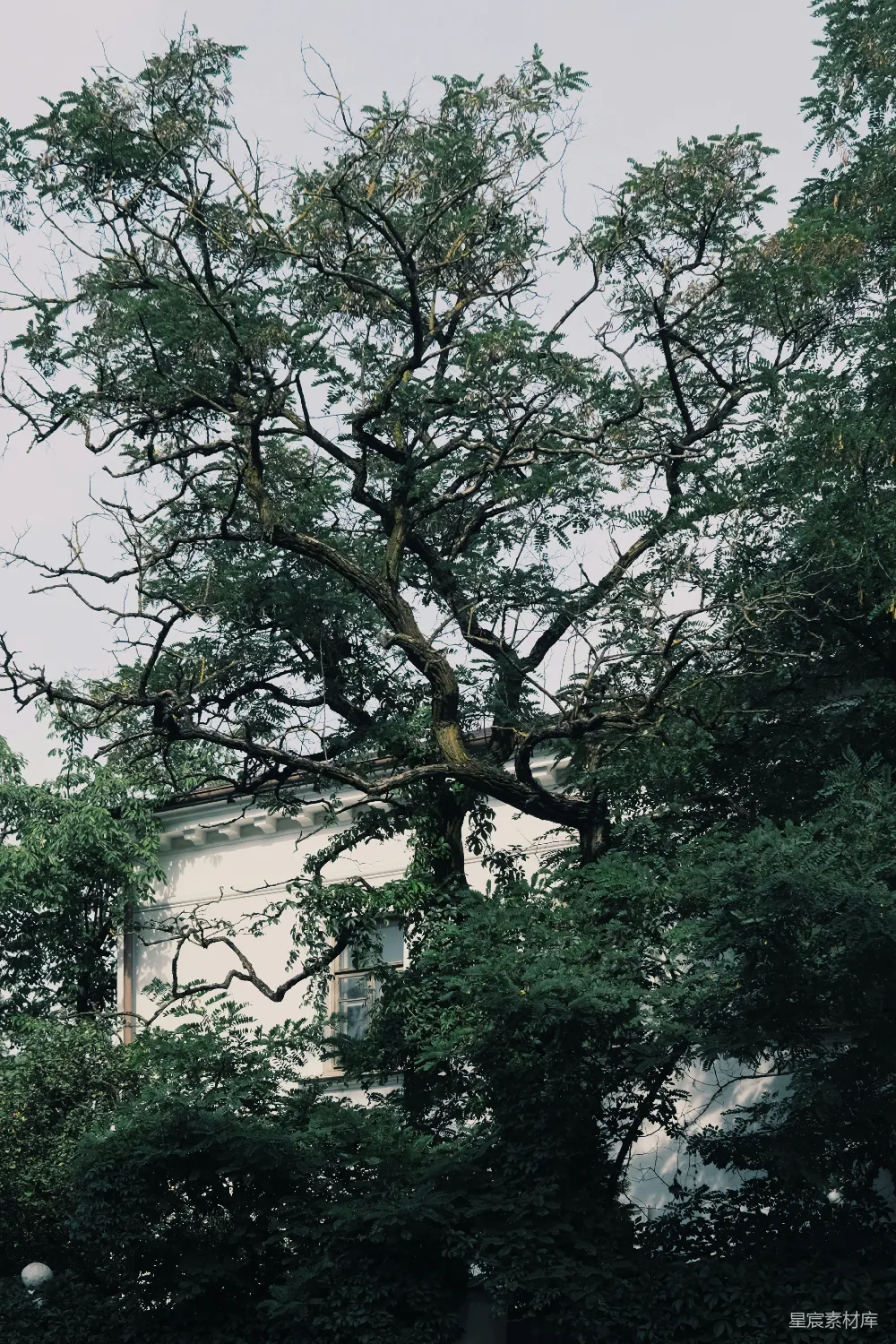 绿树环绕着白混凝土建筑