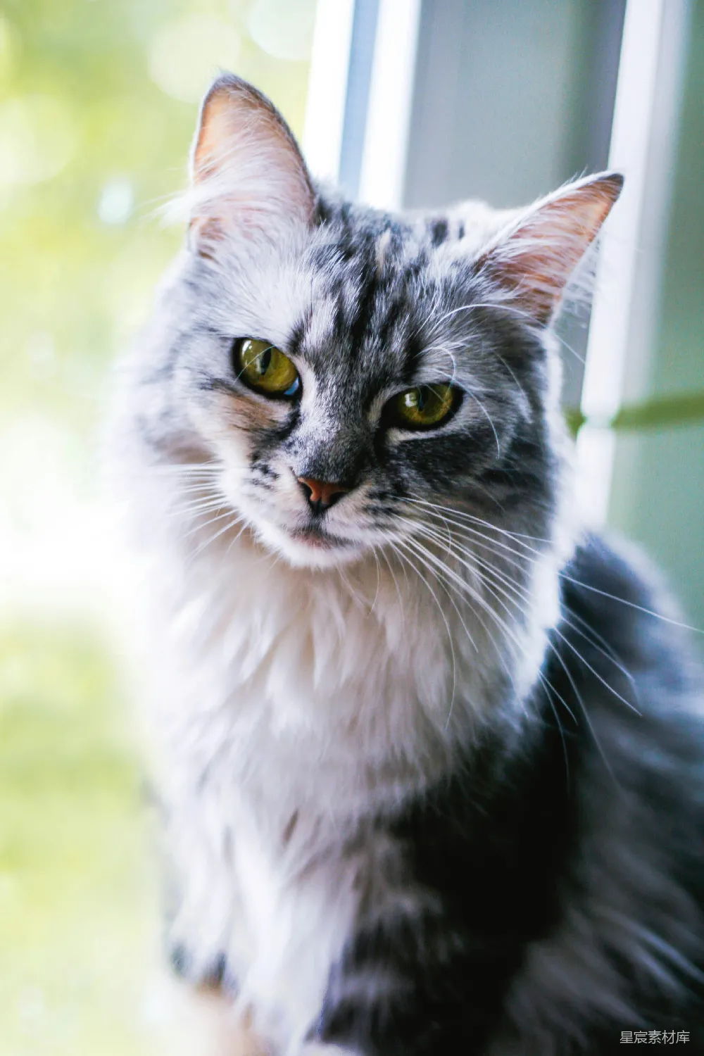 一只灰白相间的猫坐在窗台上。