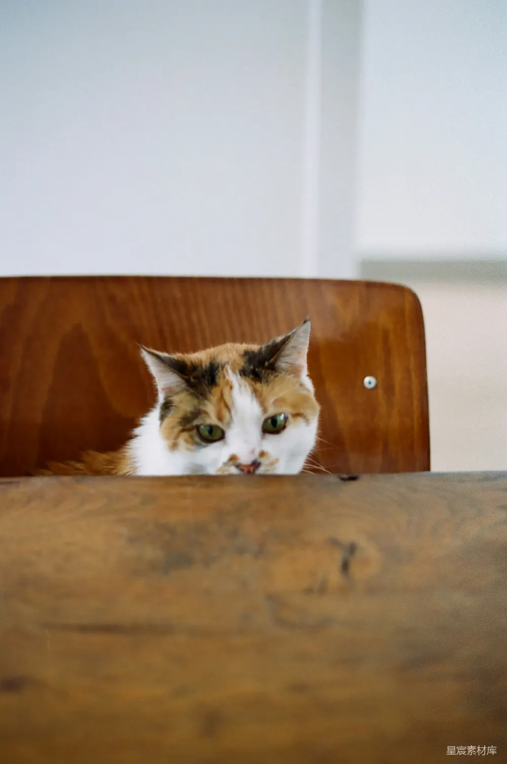 棕色和白色的小猫坐在棕色的木桌面上。