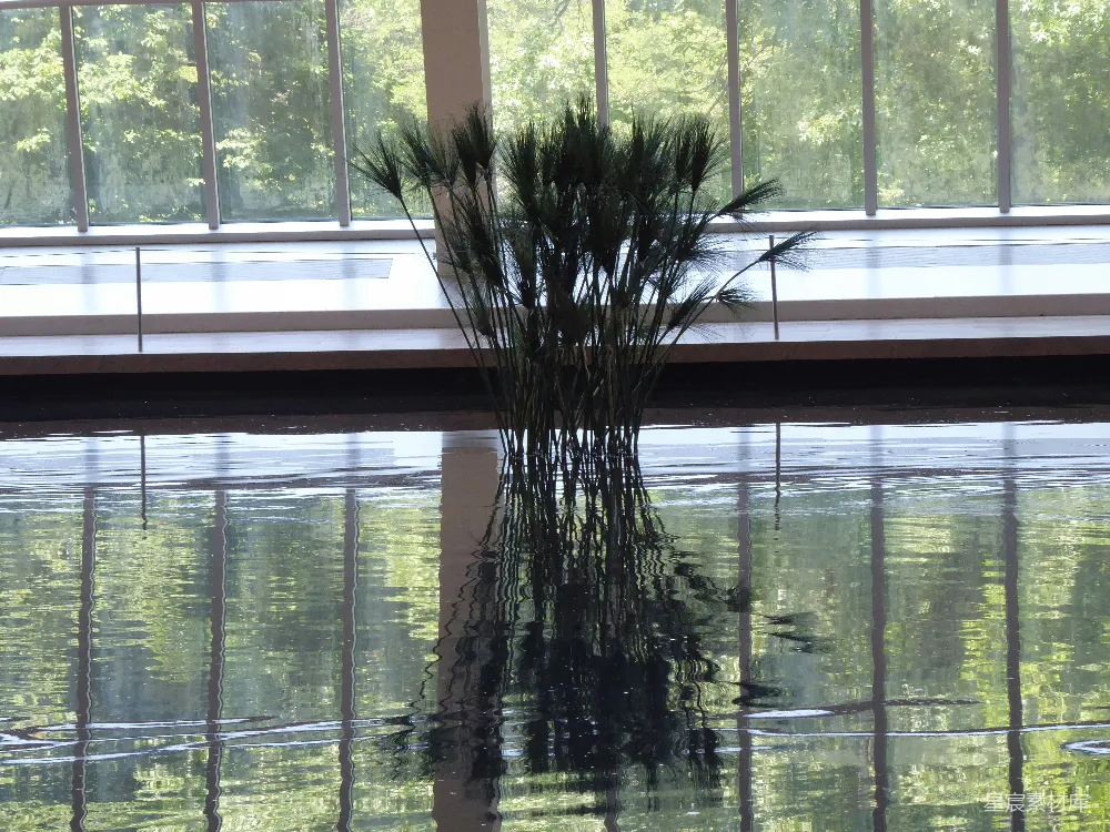 放在窗前的一盆花瓶中盛放的花儿