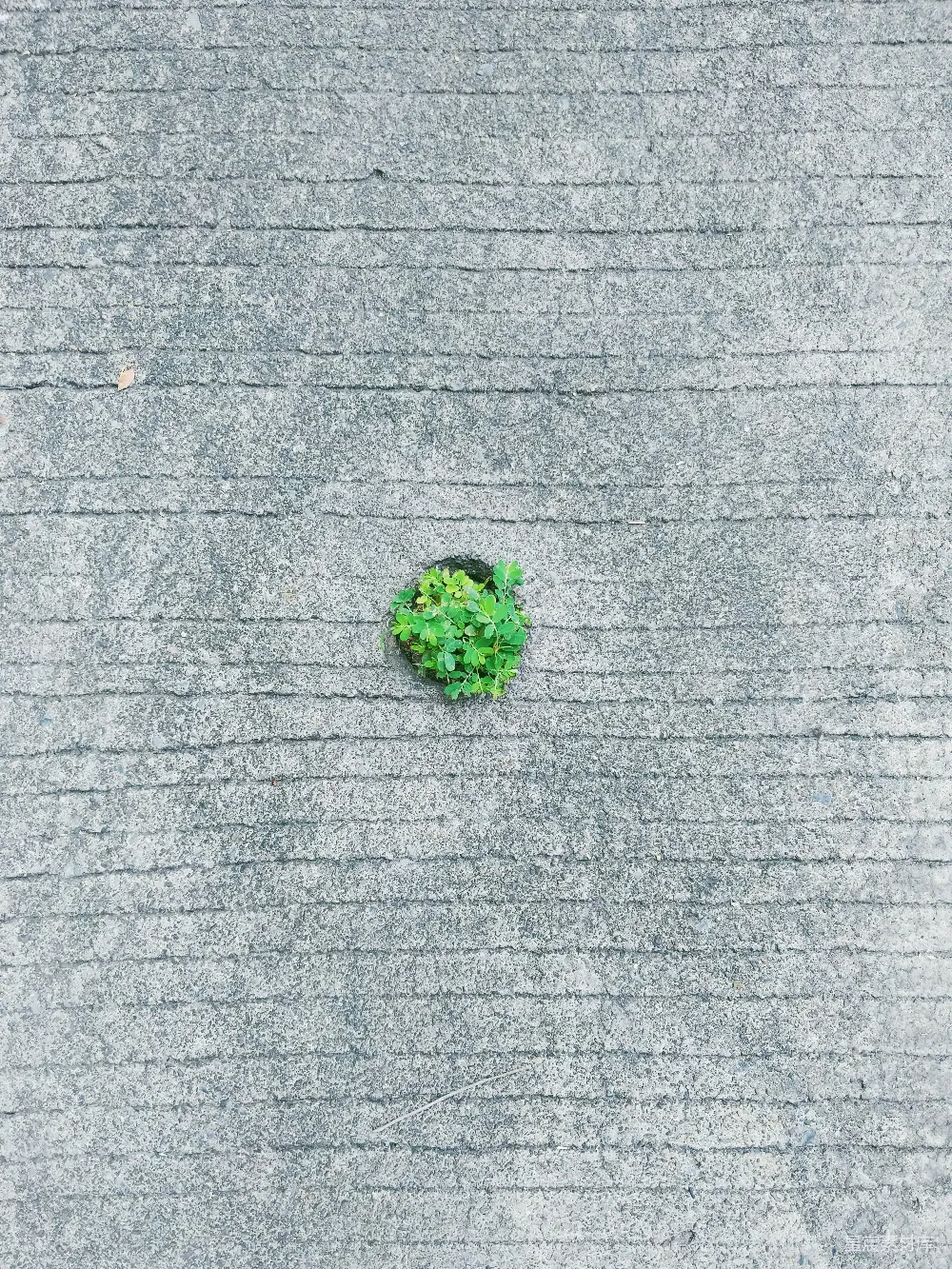 高清摄影  绿色大麻在灰色布料上