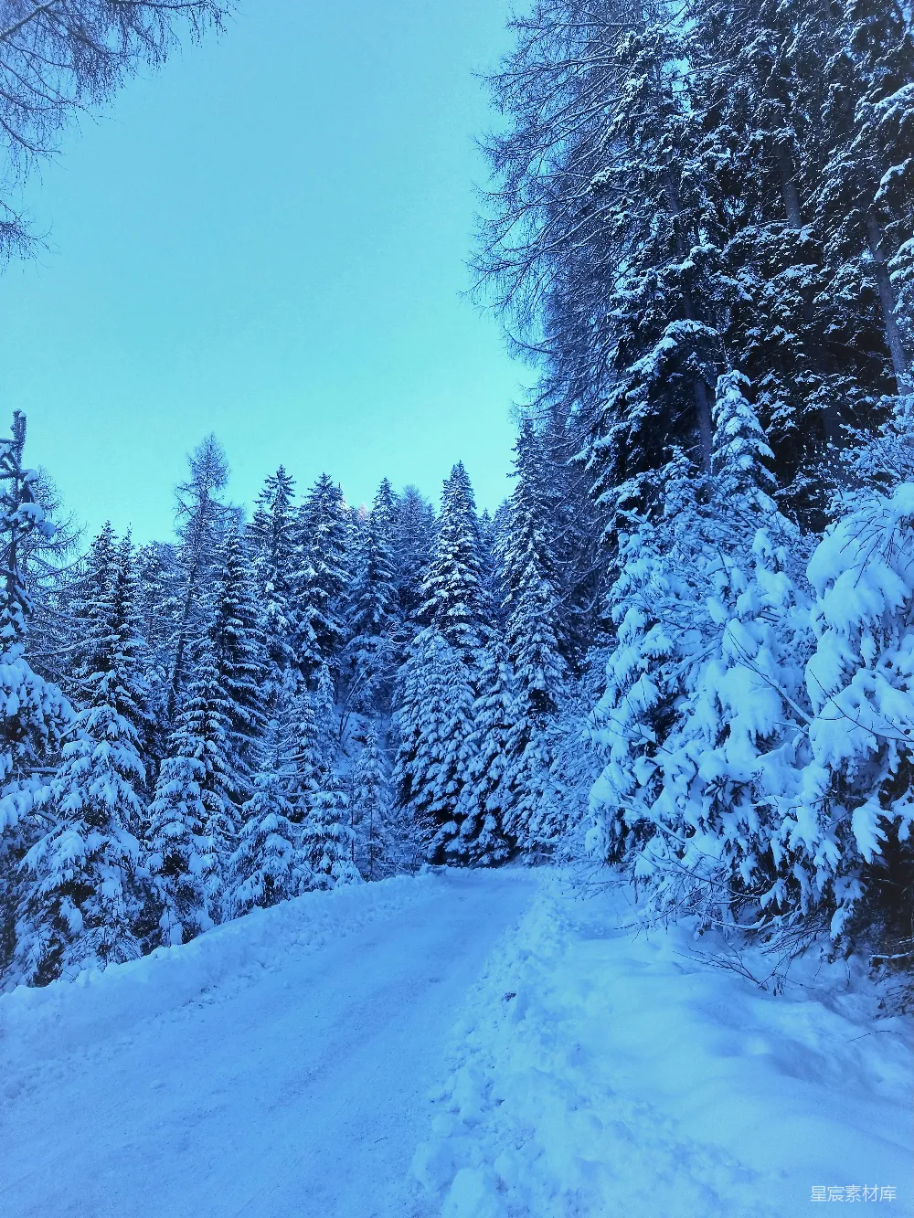 一条两旁有树木的道路覆盖着白雪