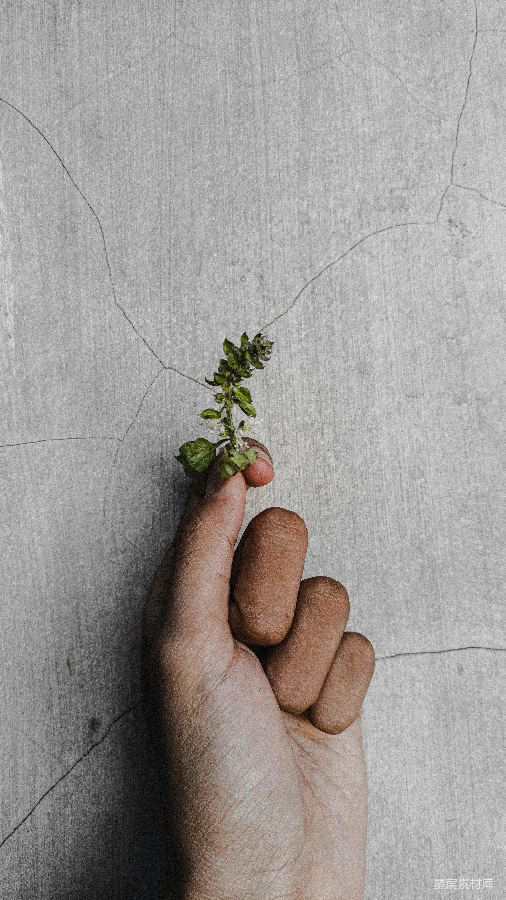手拿植物