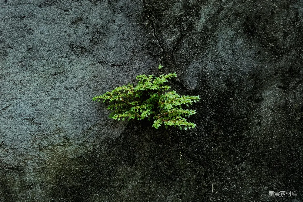 高清摄影 自然 一棵植物从岩石墙上的裂缝中生长出来