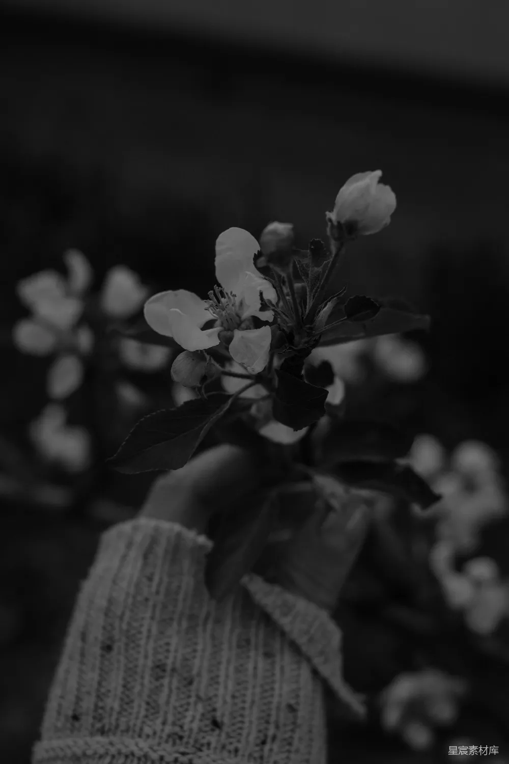 黑白照片里的白花