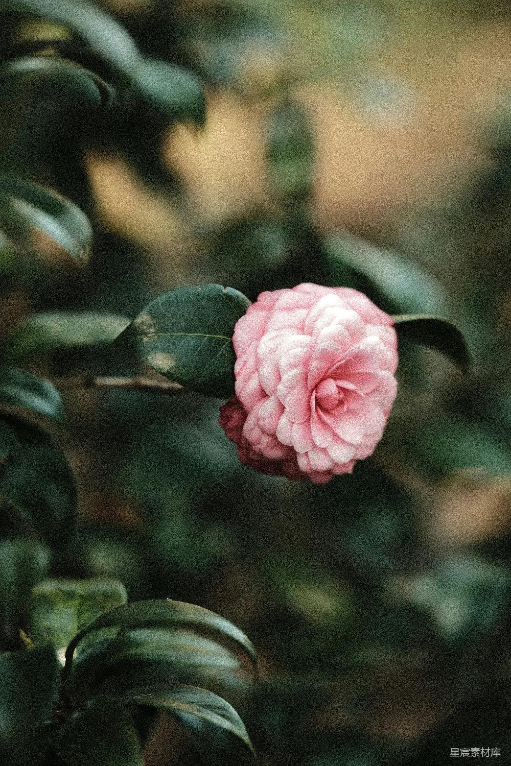 背景中一朵带绿叶的粉红花朵。