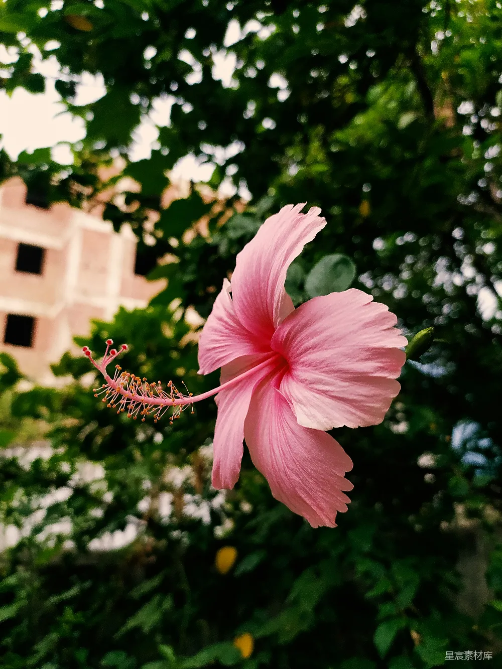 背景中有座建筑的粉色花朵。