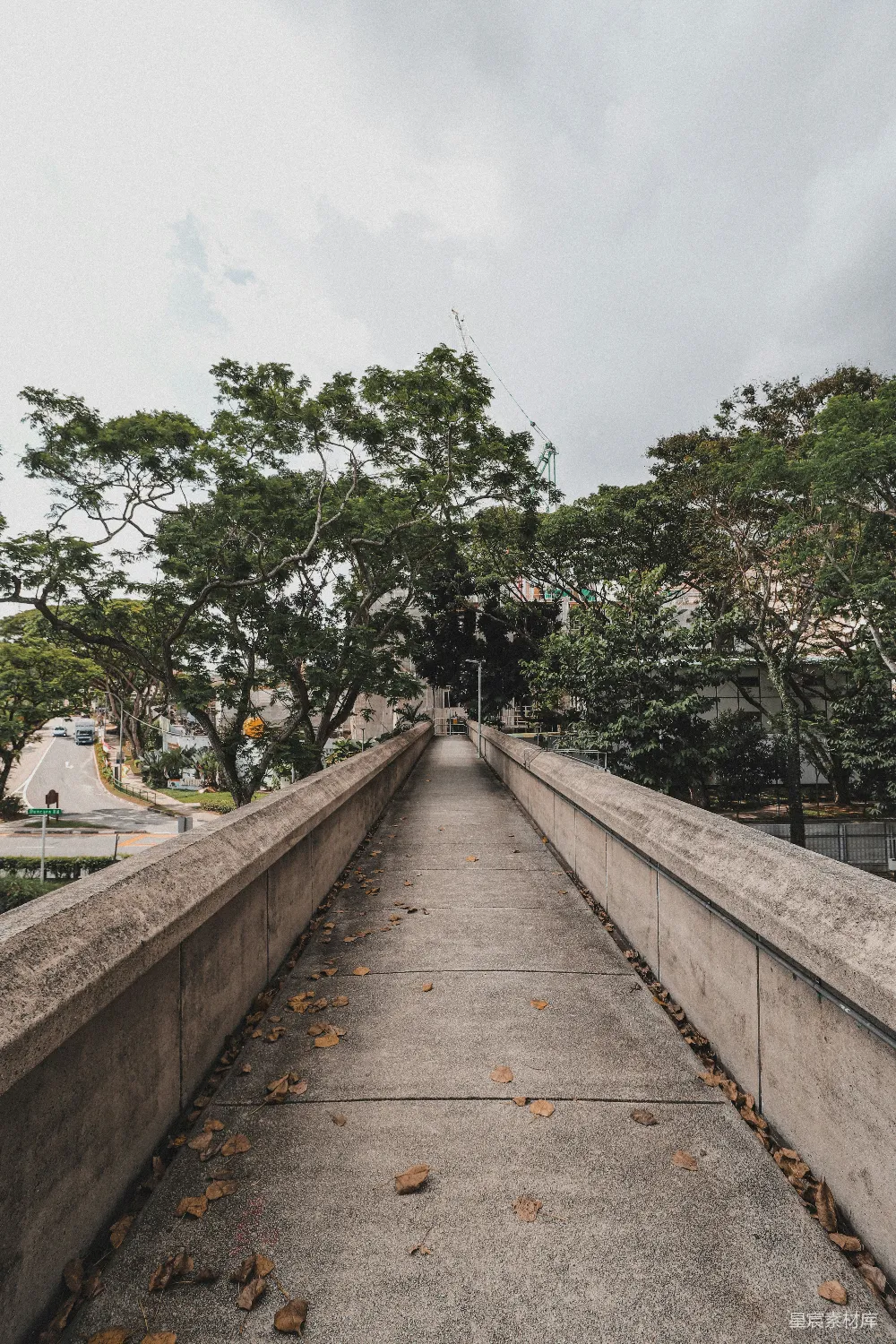 高清摄影  白天绿树环绕的棕色木桥