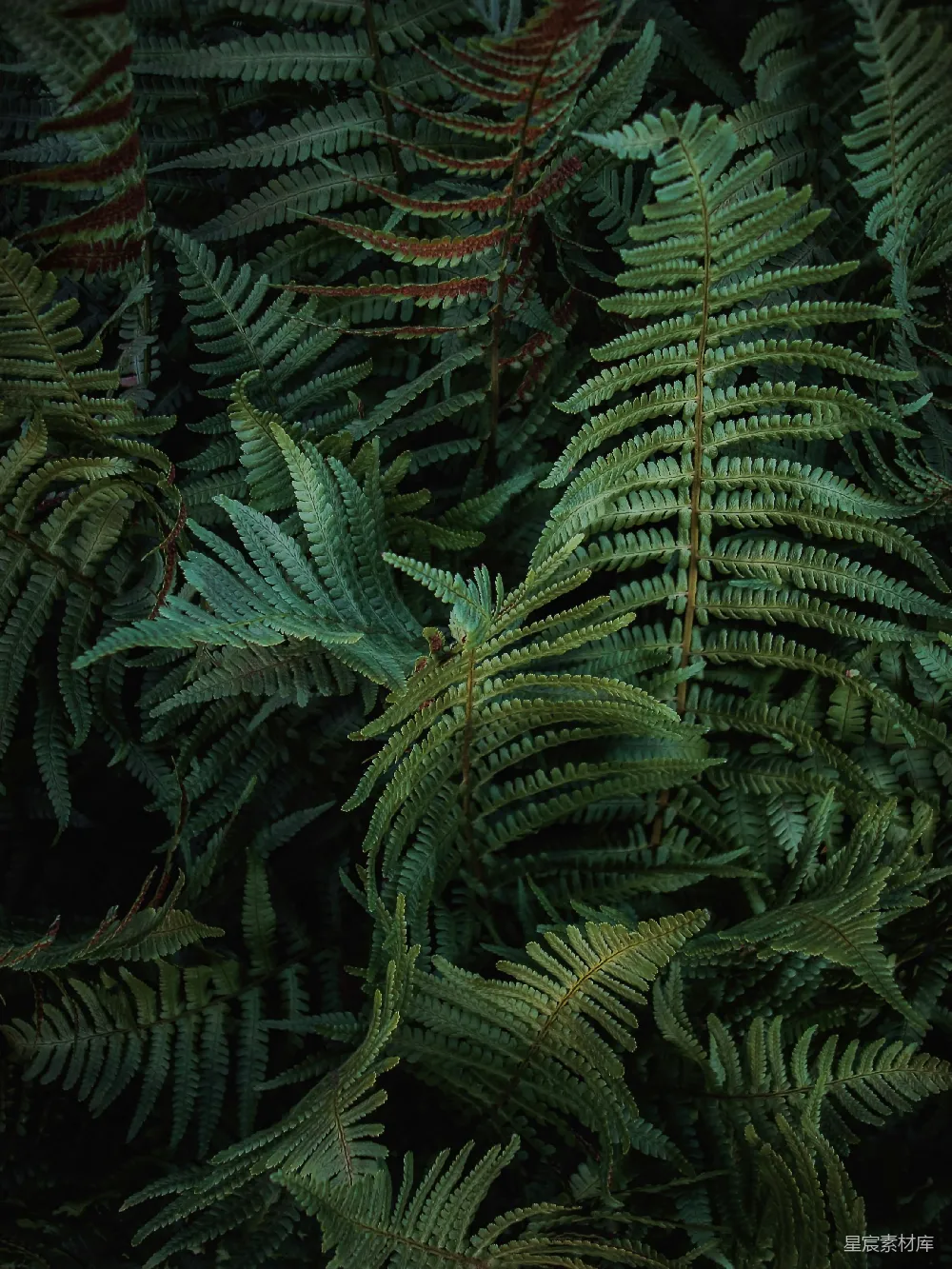 一束绿色植物的特写