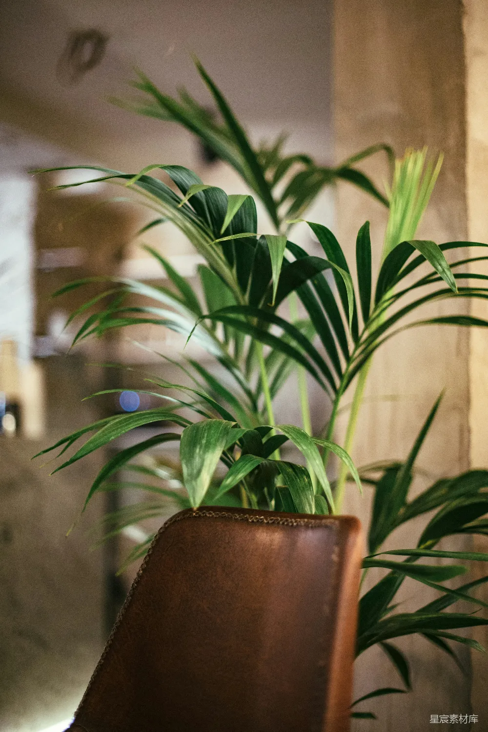 高清摄影  线性绿叶植物的特写摄影