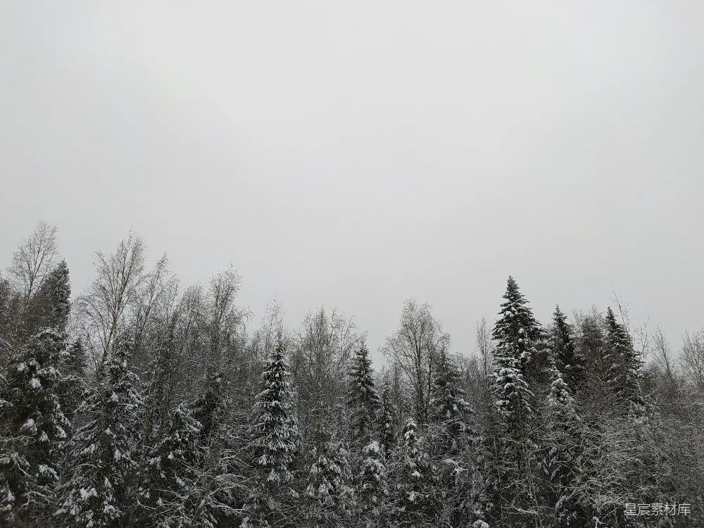 白天的白雪覆盖下的 Pine 树林