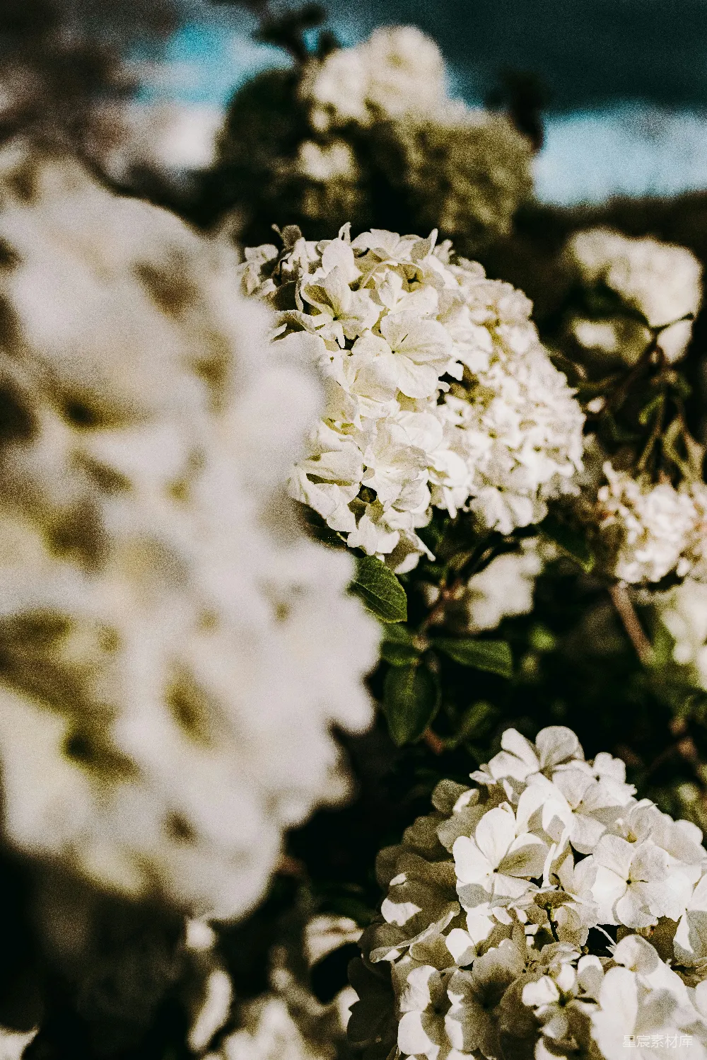 倾斜镜头下的白色花朵