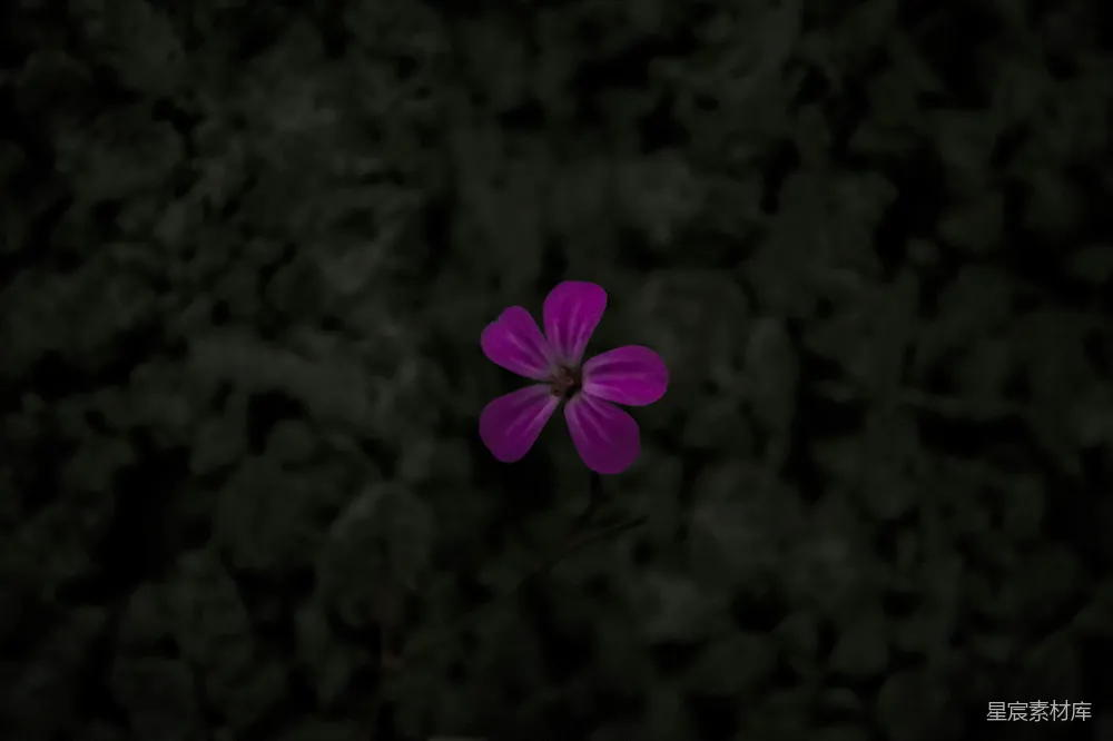 高清摄影  一朵紫色的花正位于一片田野的中央。