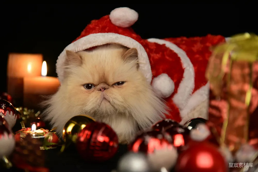 一只戴着圣诞帽的猫周围环绕着圣诞装饰品
