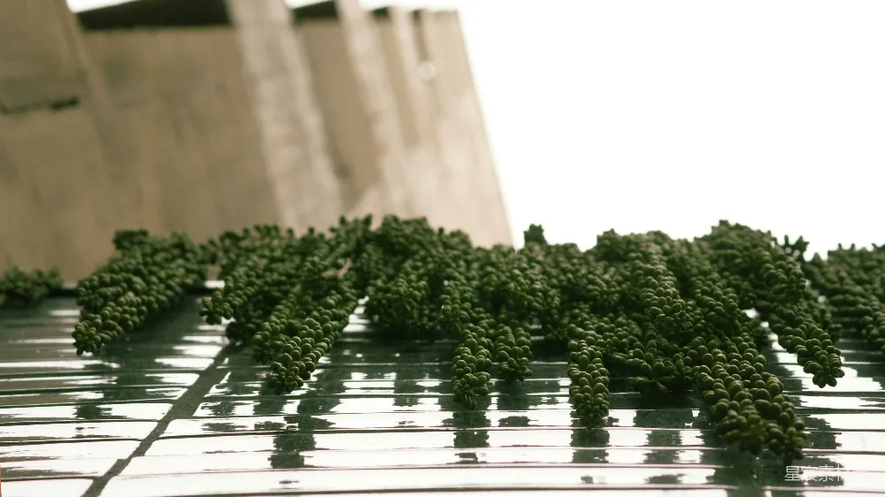 高清摄影  一排绿色植物放在金属栅格上