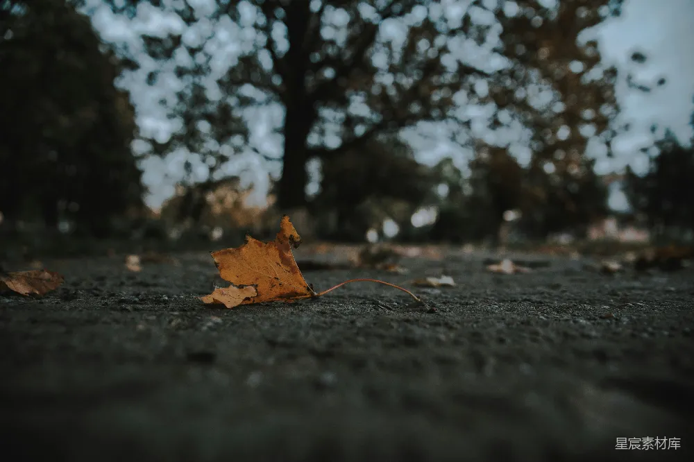 高清摄影  一片树叶躺在树前的地上。