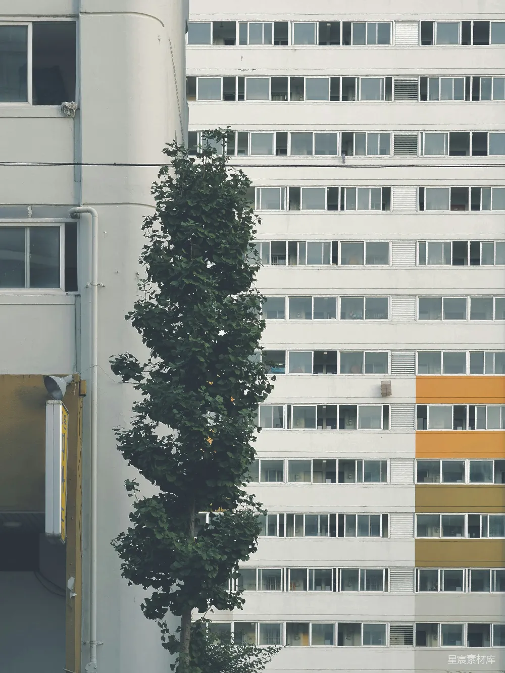 高清摄影  一座高大的白色建筑前有一棵树。