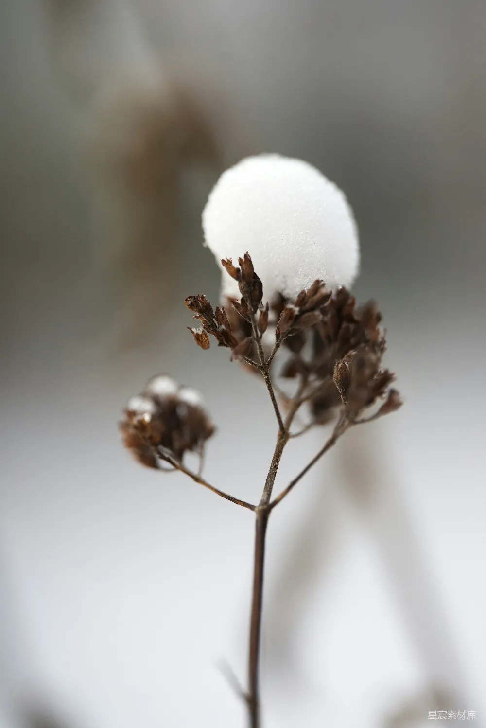 一棵覆盖着白雪的植物的特写镜头