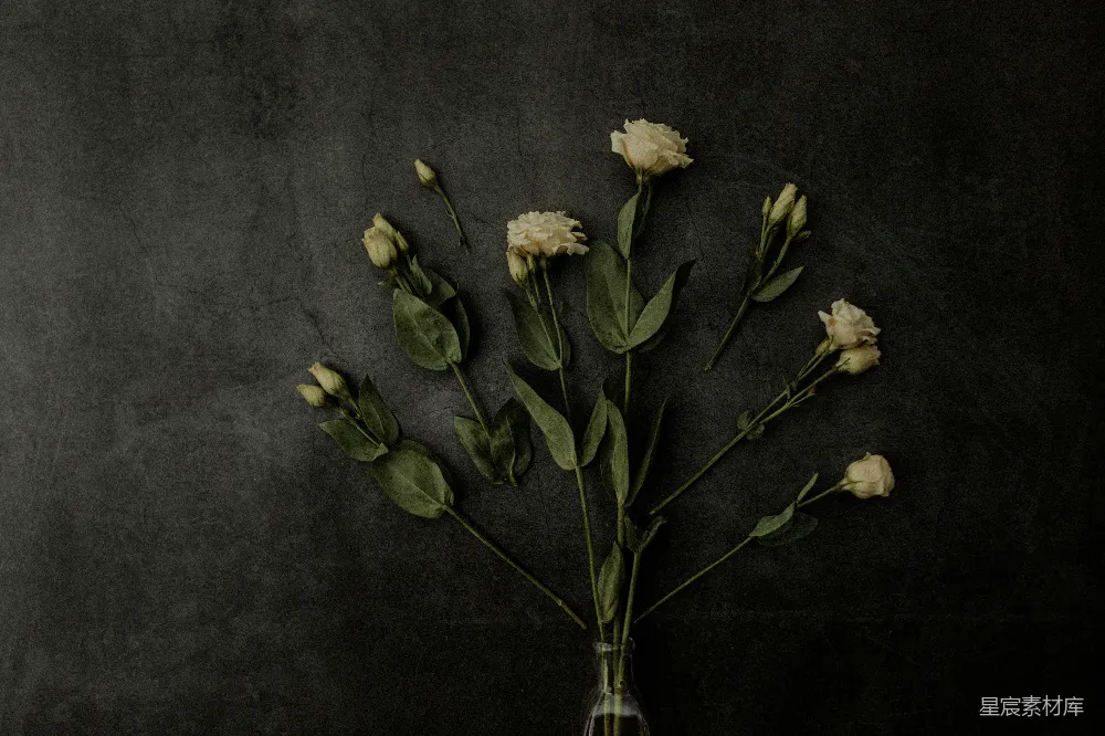 高清摄影  白花绿叶