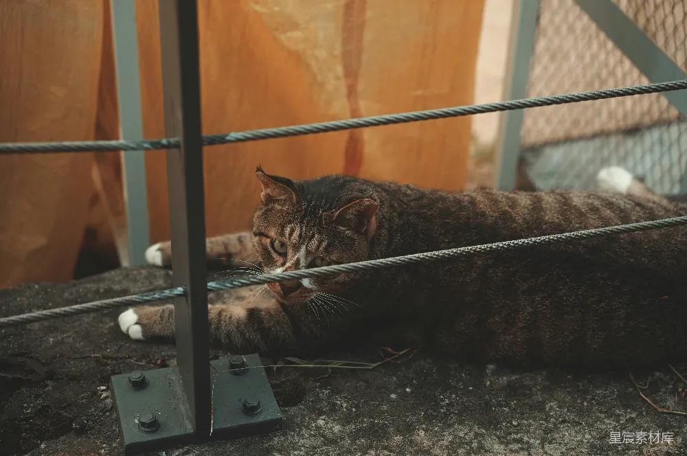 高清摄影  一只躺在地上的猫