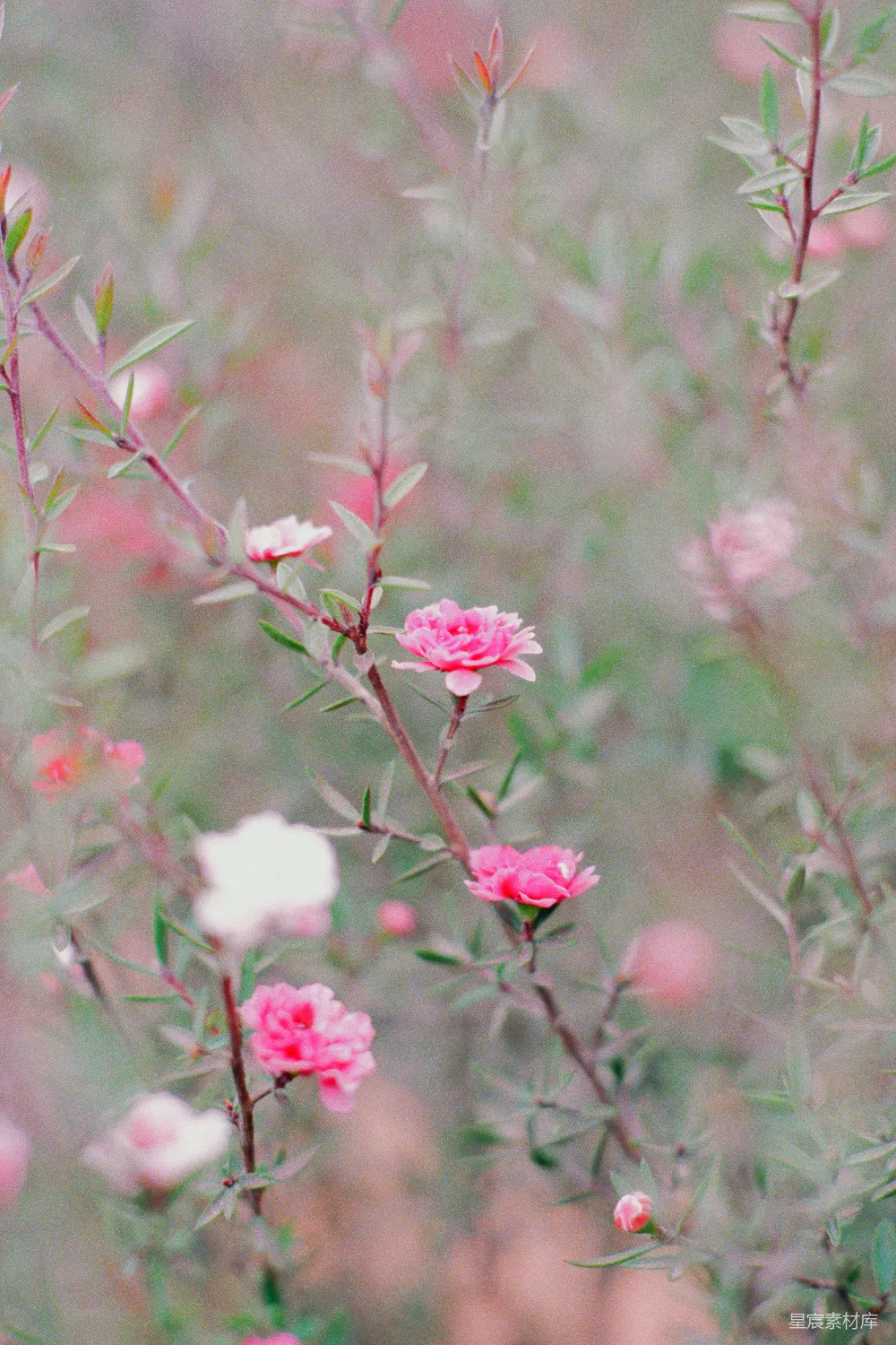 delicate粉色花朵绽放于纤细枝条上。