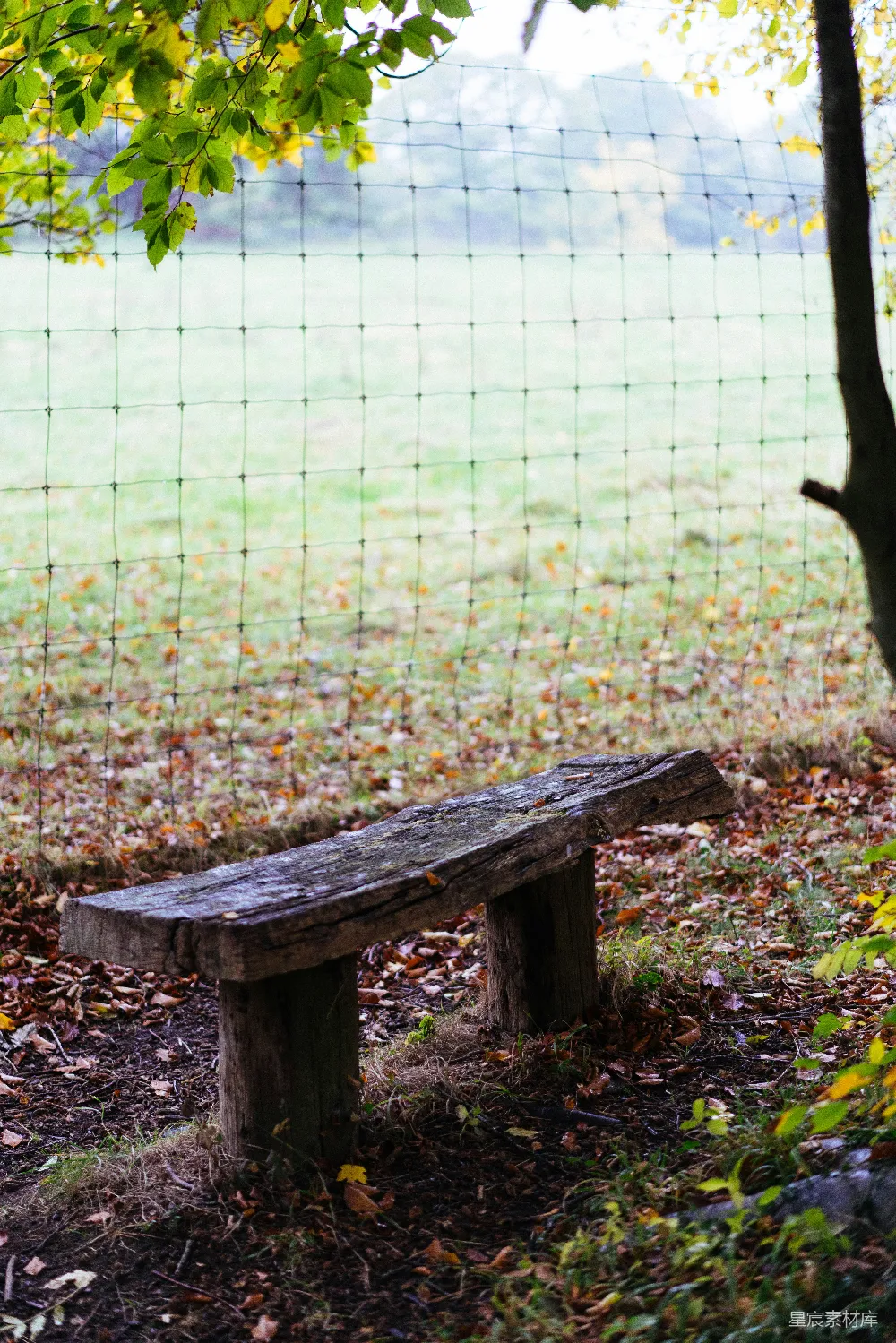 公园中的木制长凳旁有秋叶