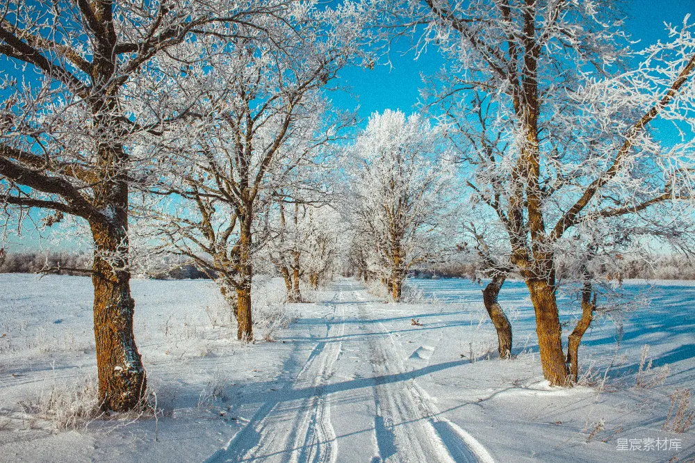 被雪覆盖的道路周围是树木和白雪。