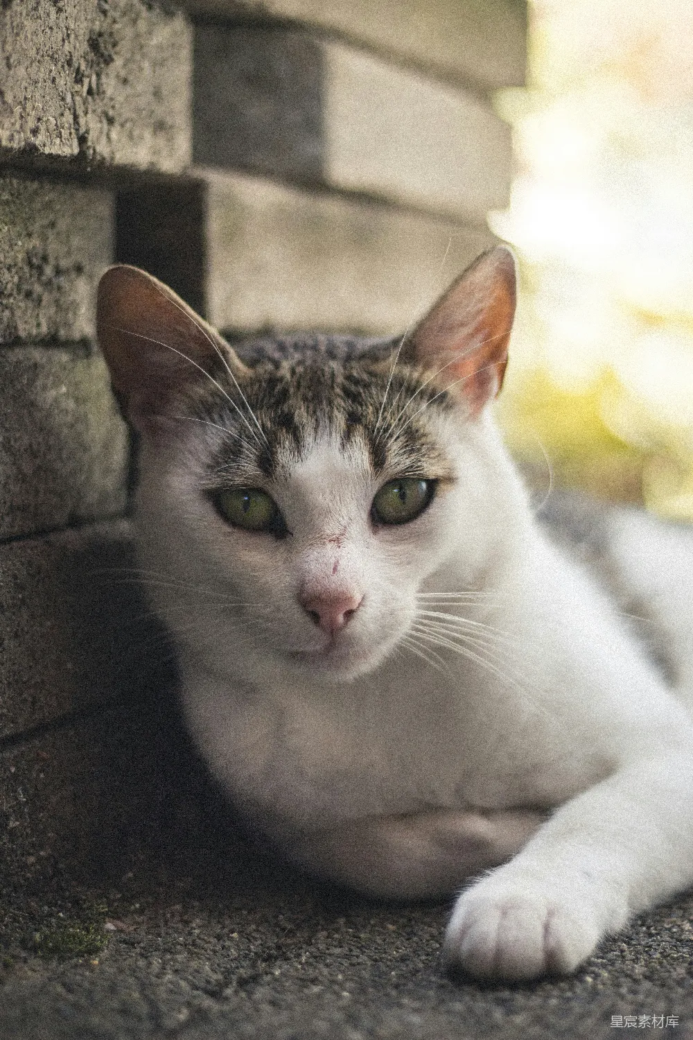 高清摄影  黑白相间的猫在黑色混凝土地板上