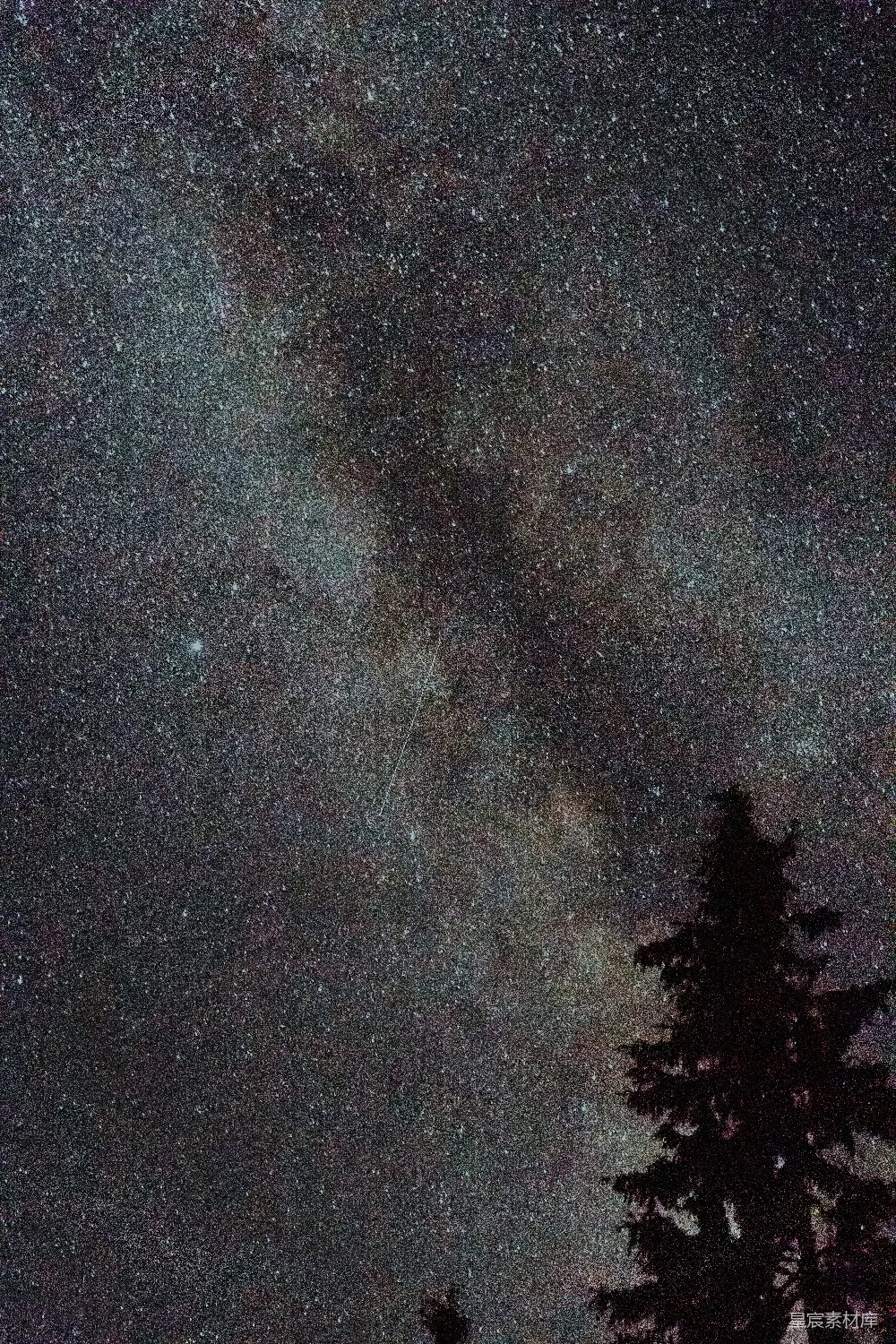 星夜下的绿树