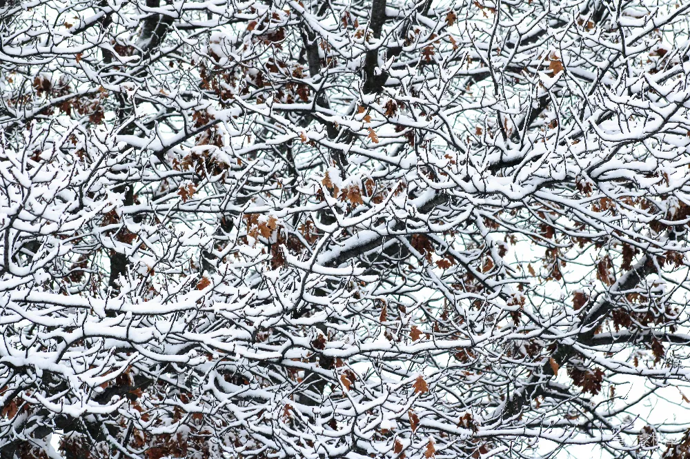一棵覆盖着大量积雪的树旁边有一片森林
