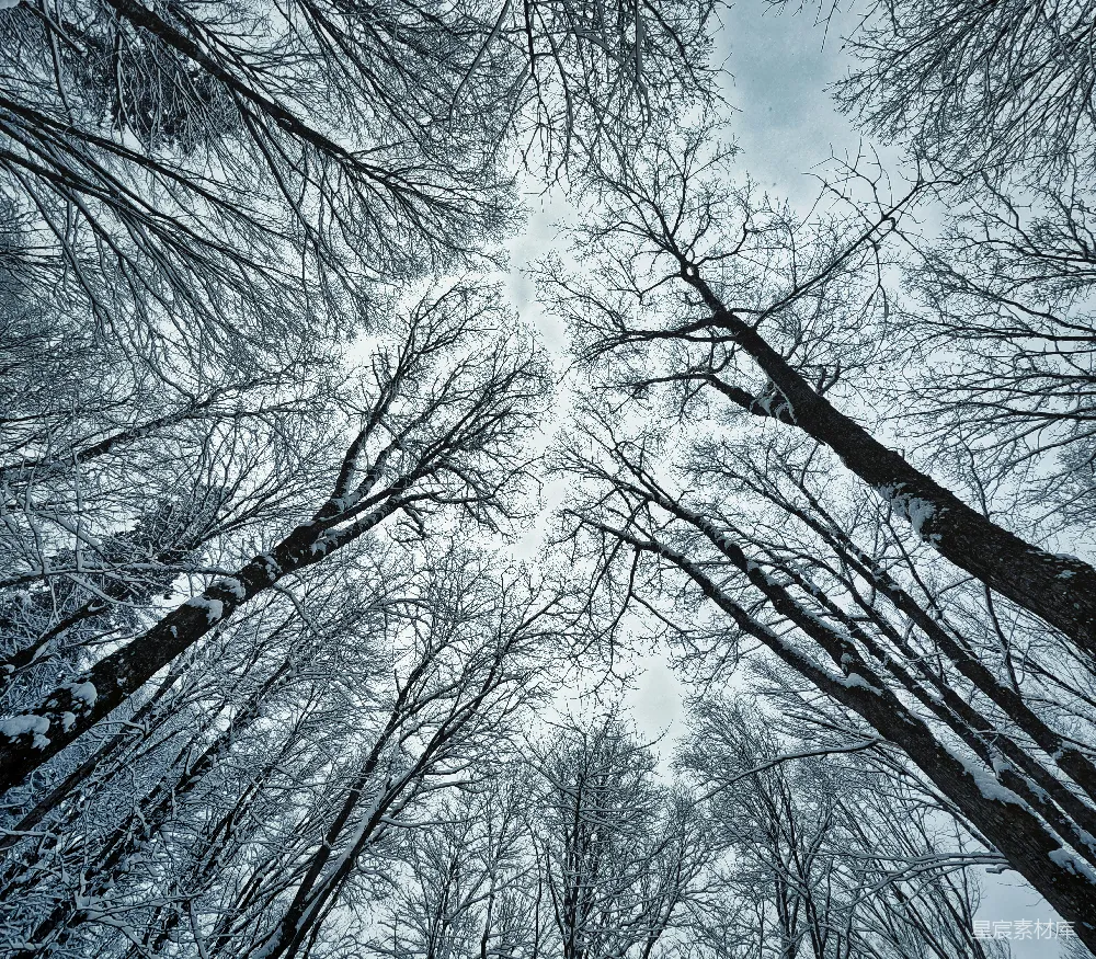 一群站在雪中的树