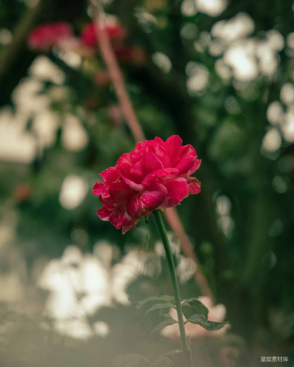 桌面上一朵鲜红的花朵
