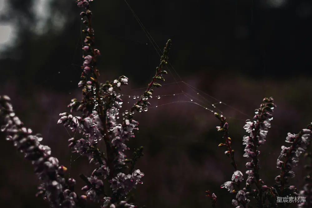 植物上的昆虫